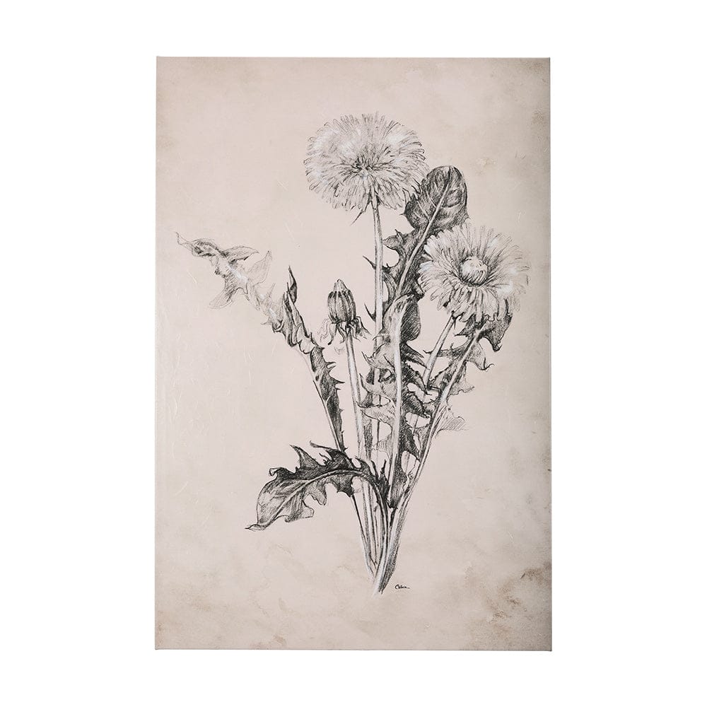 Mercana - Dandelion Drawing II by Mercana Studio a Hand Embellished Textured Canvas - 102452-L view 1
