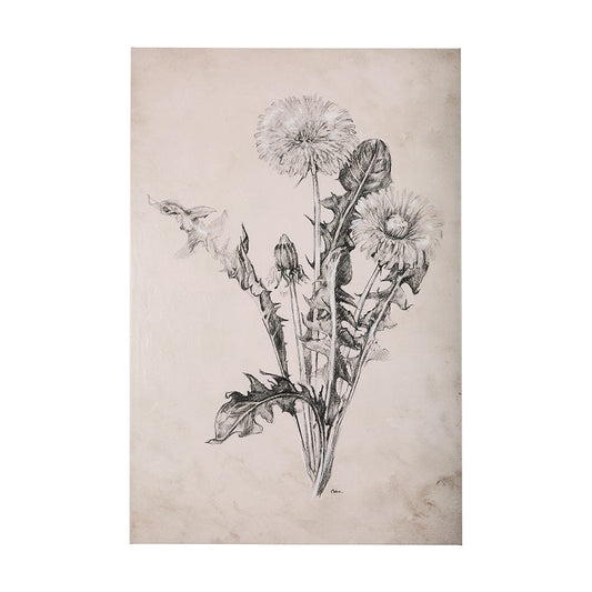 Mercana - Dandelion Drawing II by Mercana Studio a Hand Embellished Textured Canvas - 102452-L view 1