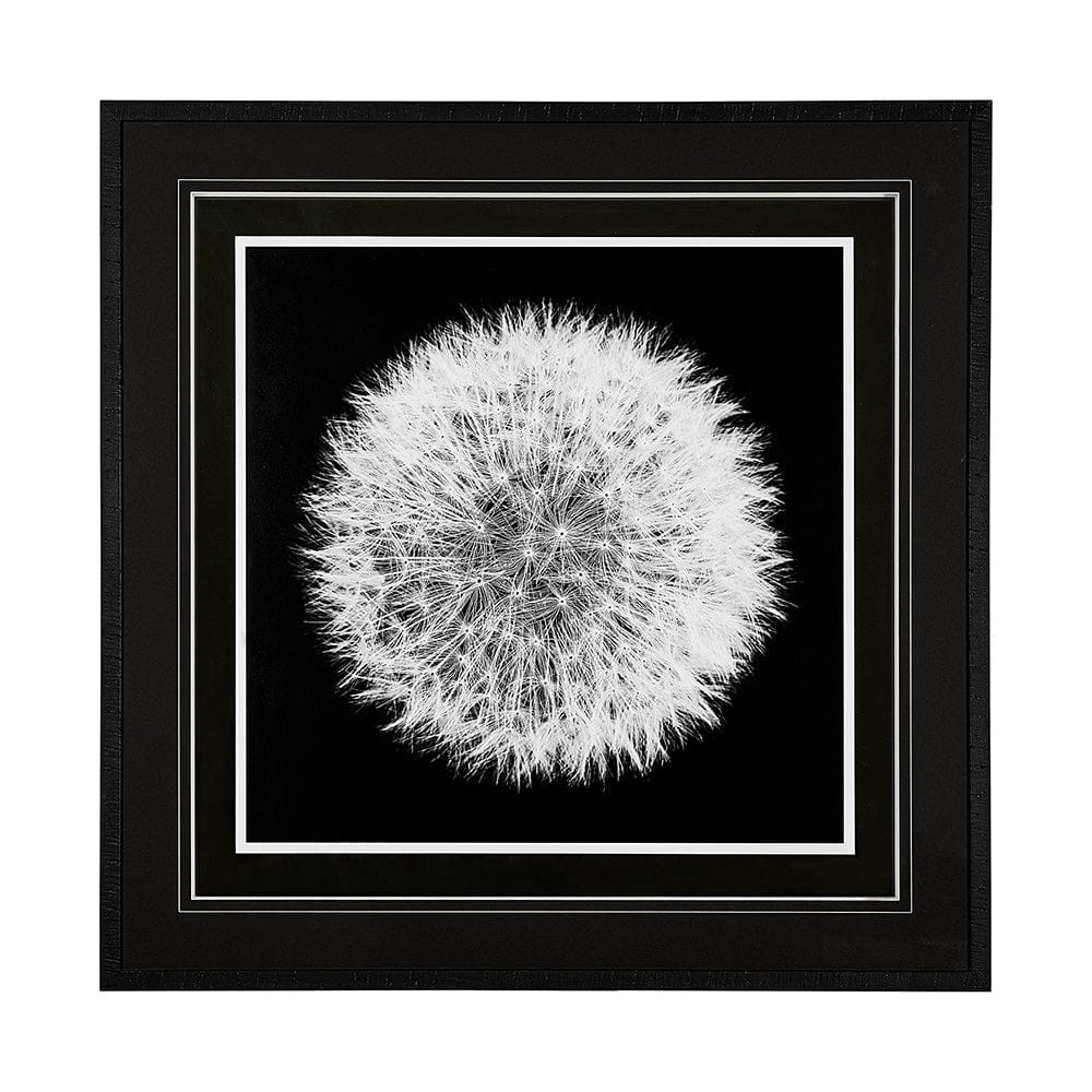Mercana - Dandelion on Black I by Aledanda a Framed Art Print Matted under Glass - 13338 view 1