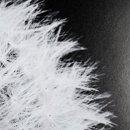 Mercana - Dandelion on Black I by Aledanda a Framed Art Print Matted under Glass - 13338 view 7