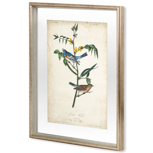 Mercana - Delicate Bird and Botanical IV by John James Audubon a Framed Art Print Matted under Glass - 10472 view 1