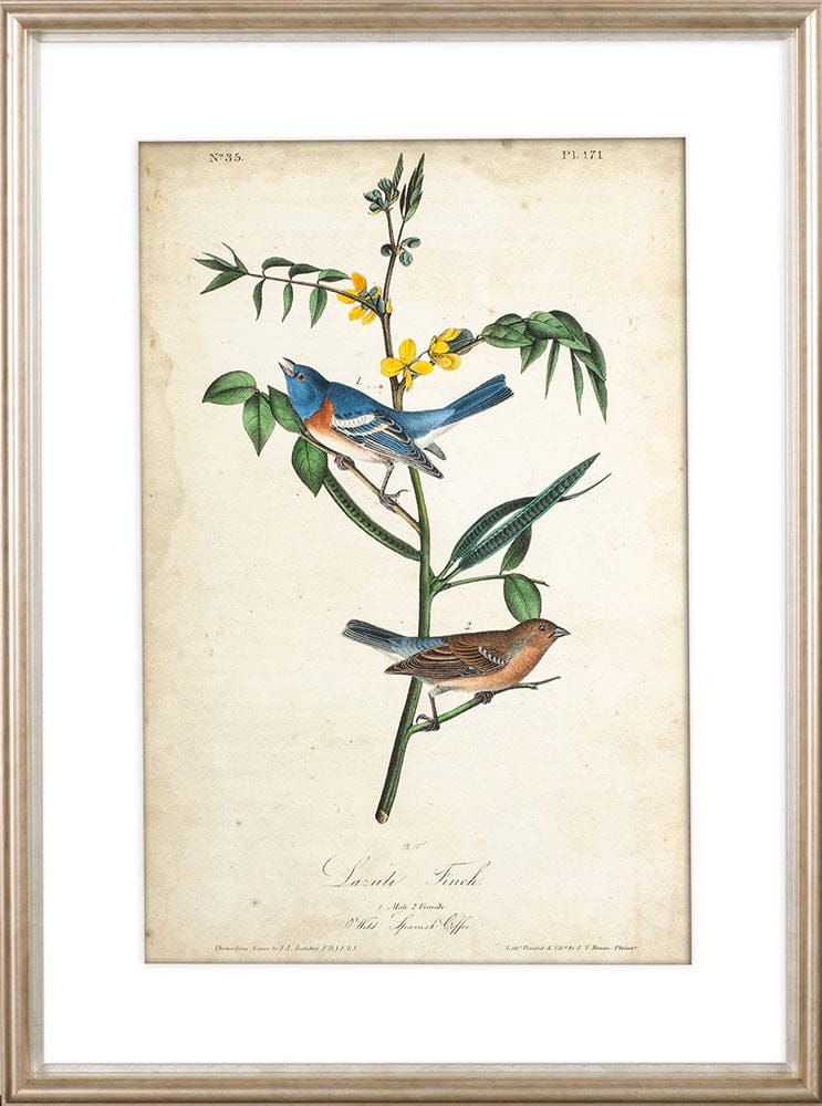 Mercana - Delicate Bird and Botanical IV by John James Audubon a Framed Art Print Matted under Glass - 10472 view 2