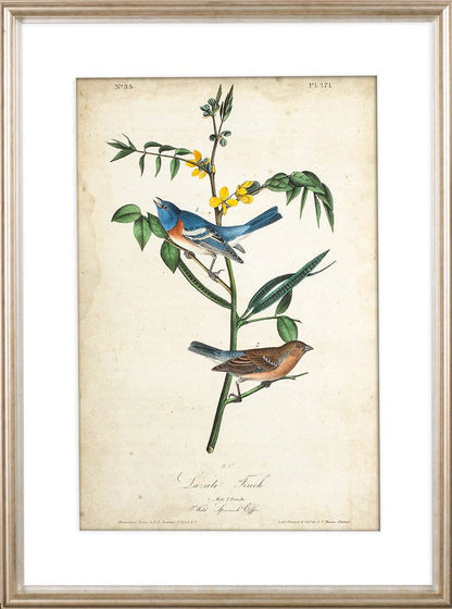 Mercana - Delicate Bird and Botanical IV by John James Audubon a Framed Art Print Matted under Glass - 10472 view 2