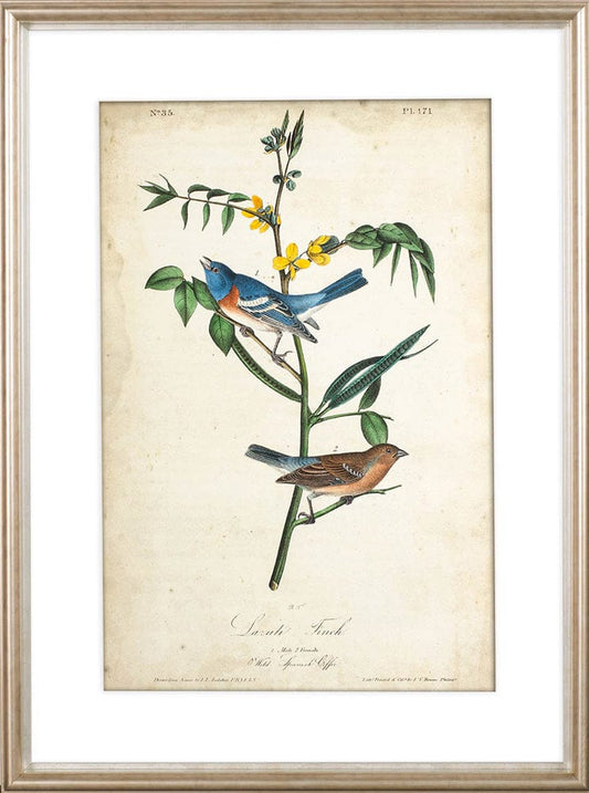 Mercana - Delicate Bird and Botanical IV by John James Audubon a Framed Art Print Matted under Glass - 10472 view 2