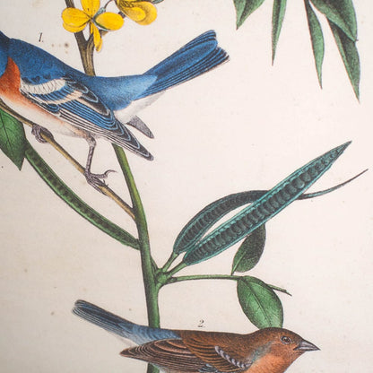 Mercana - Delicate Bird and Botanical IV by John James Audubon a Framed Art Print Matted under Glass - 10472 view 4