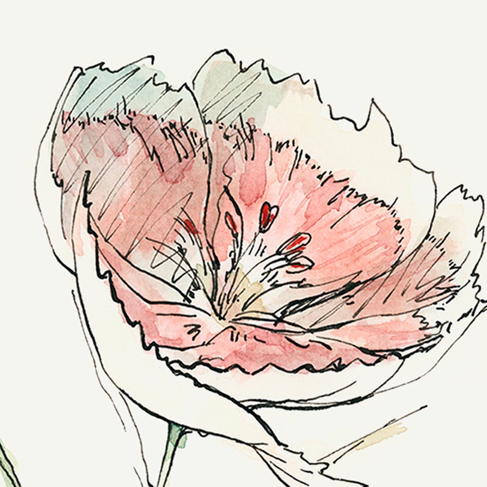 Mercana - Dianthus II by Panpan Zhang a Framed Art Print Matted under Glass - 13653 view 7