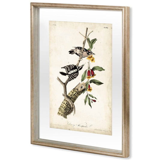 Mercana - Downy Woodpecker by John James Audubon a Framed Art Print Matted under Glass - 10476 view 1