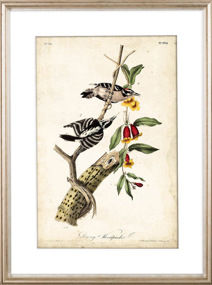 Mercana - Downy Woodpecker by John James Audubon a Framed Art Print Matted under Glass - 10476 view 2