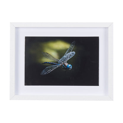 Mercana - Dragon Fly by Mercana Studio a Framed Art Print Matted under Glass - 14368 view 1