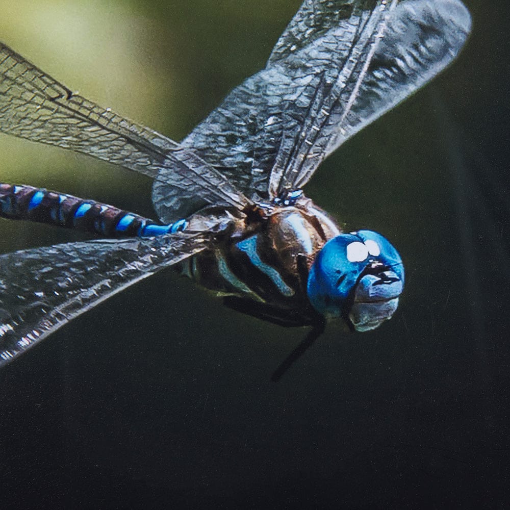 Mercana - Dragon Fly by Mercana Studio a Framed Art Print Matted under Glass - 14368 view 6