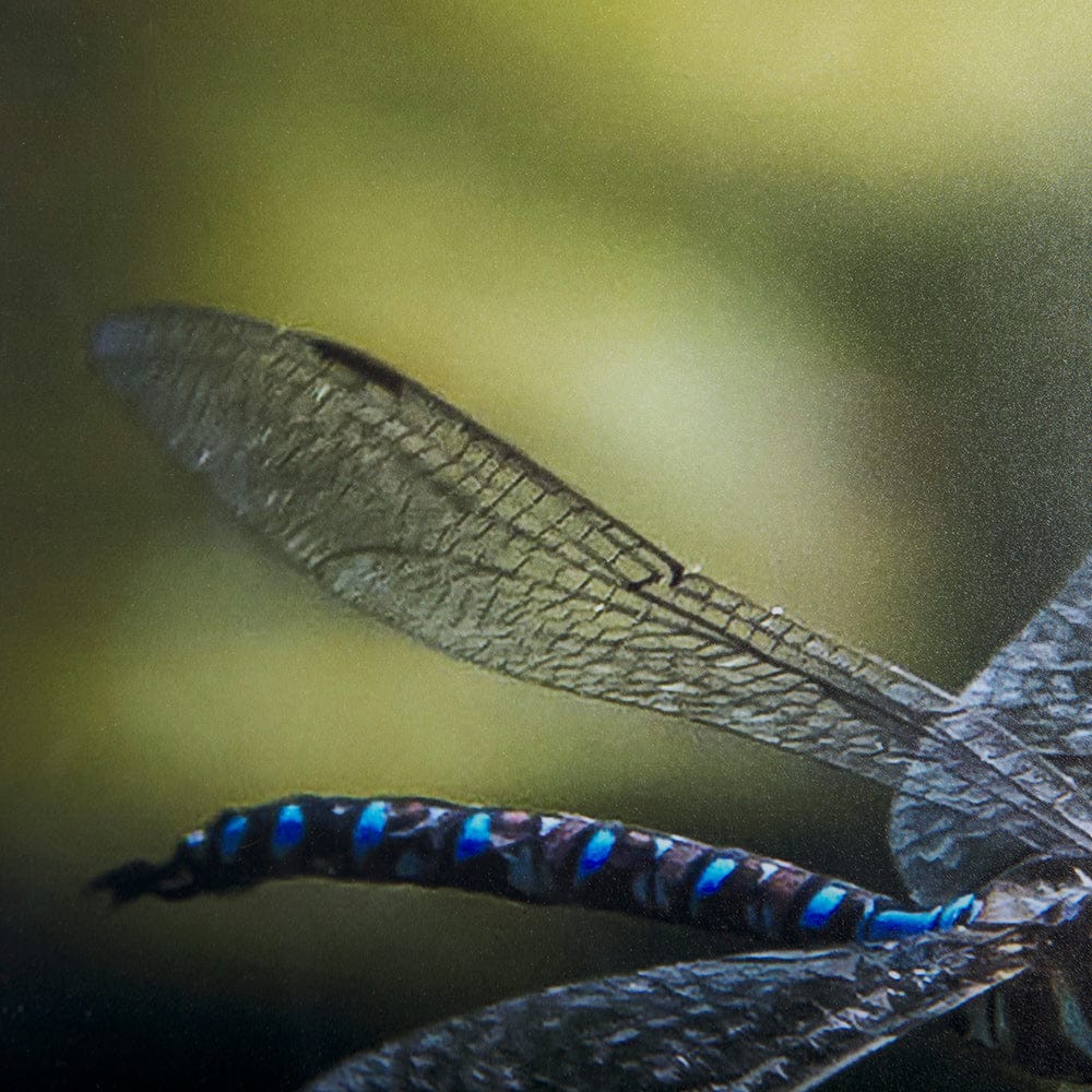 Mercana - Dragon Fly by Mercana Studio a Framed Art Print Matted under Glass - 14368 view 7