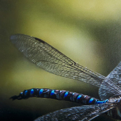 Mercana - Dragon Fly by Mercana Studio a Framed Art Print Matted under Glass - 14368 view 7