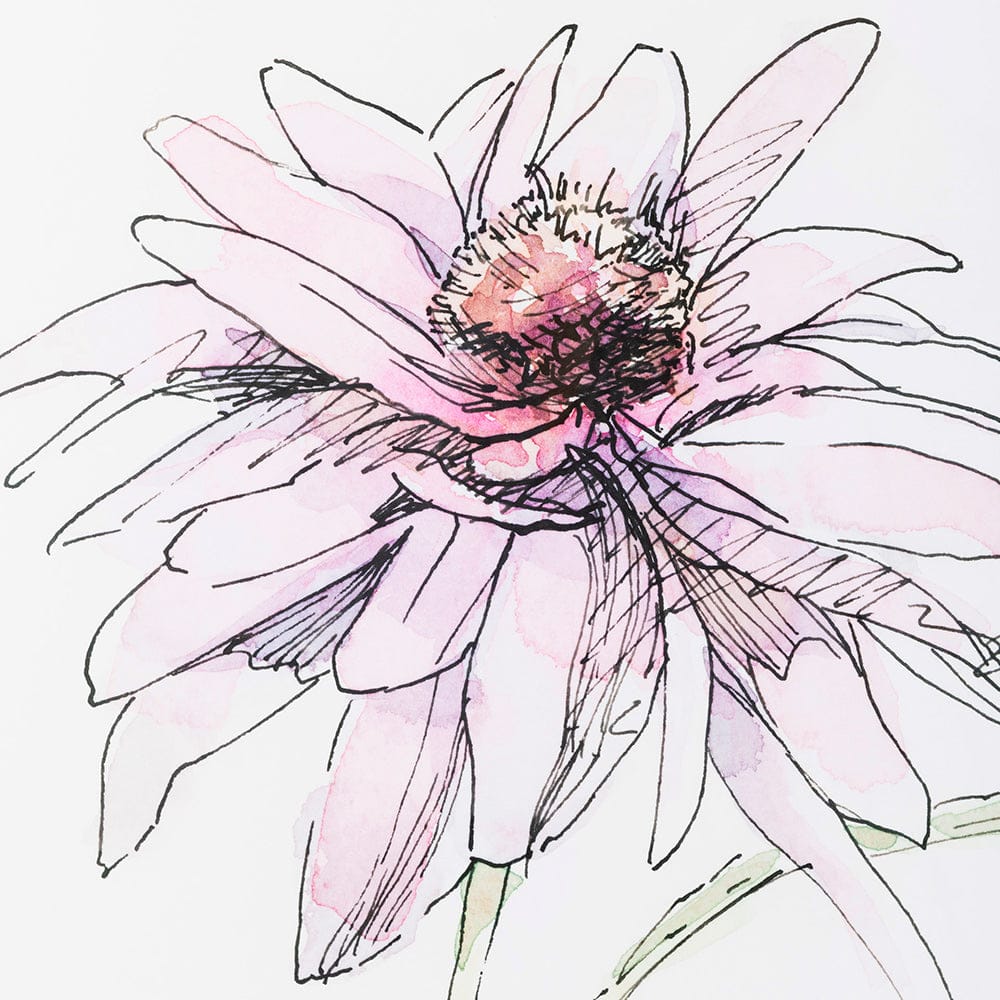Mercana - Echinacea I by Panpan Zhang a Framed Art Print Matted under Glass - 13648 view 7