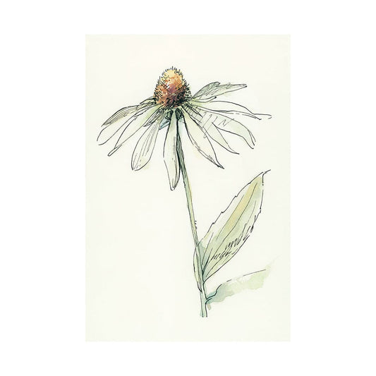 Mercana - Echinacea II by Mercana Studio a Hand Embellished Textured Canvas - 101885-L view 1