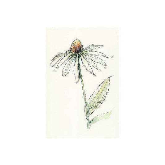 Mercana - Echinacea II by Mercana Studio a Hand Embellished Textured Canvas - 101885-S view 1