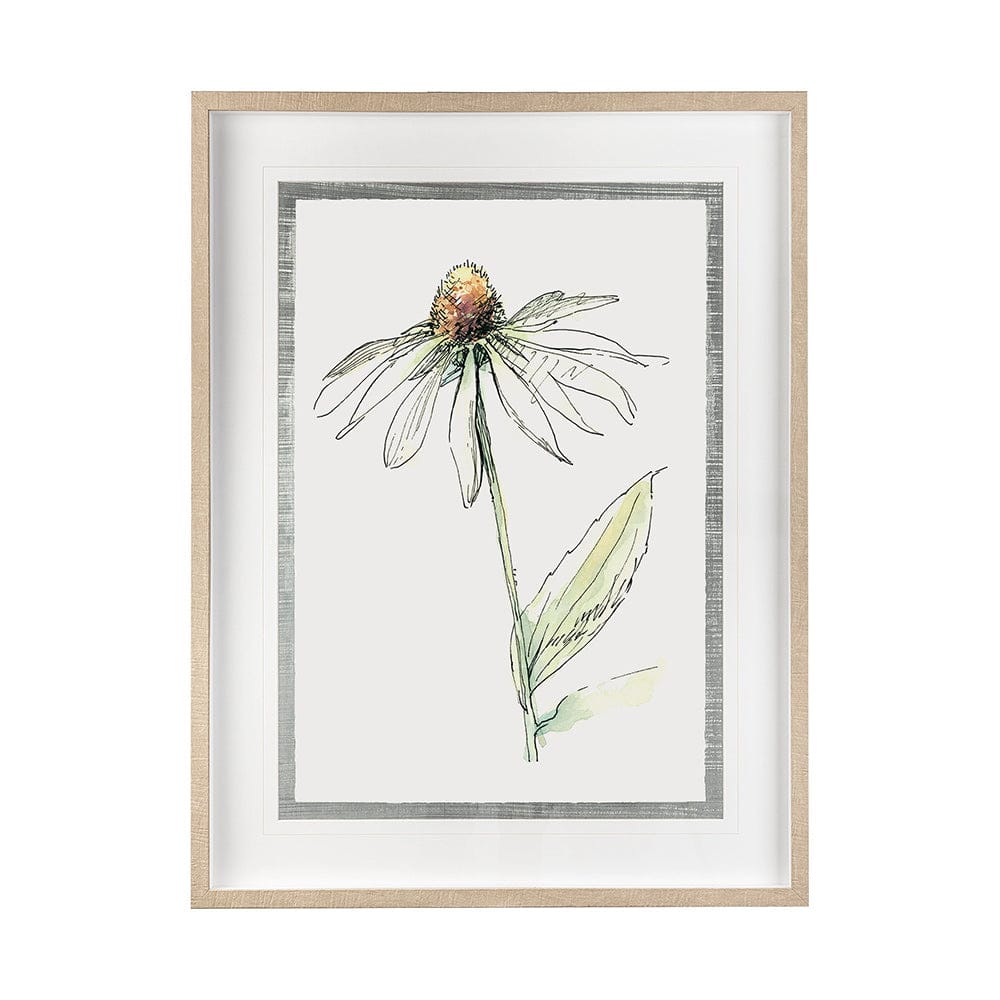 Mercana - Echinacea II by Panpan Zhang a Framed Art Print Matted under Glass - 13649 view 1