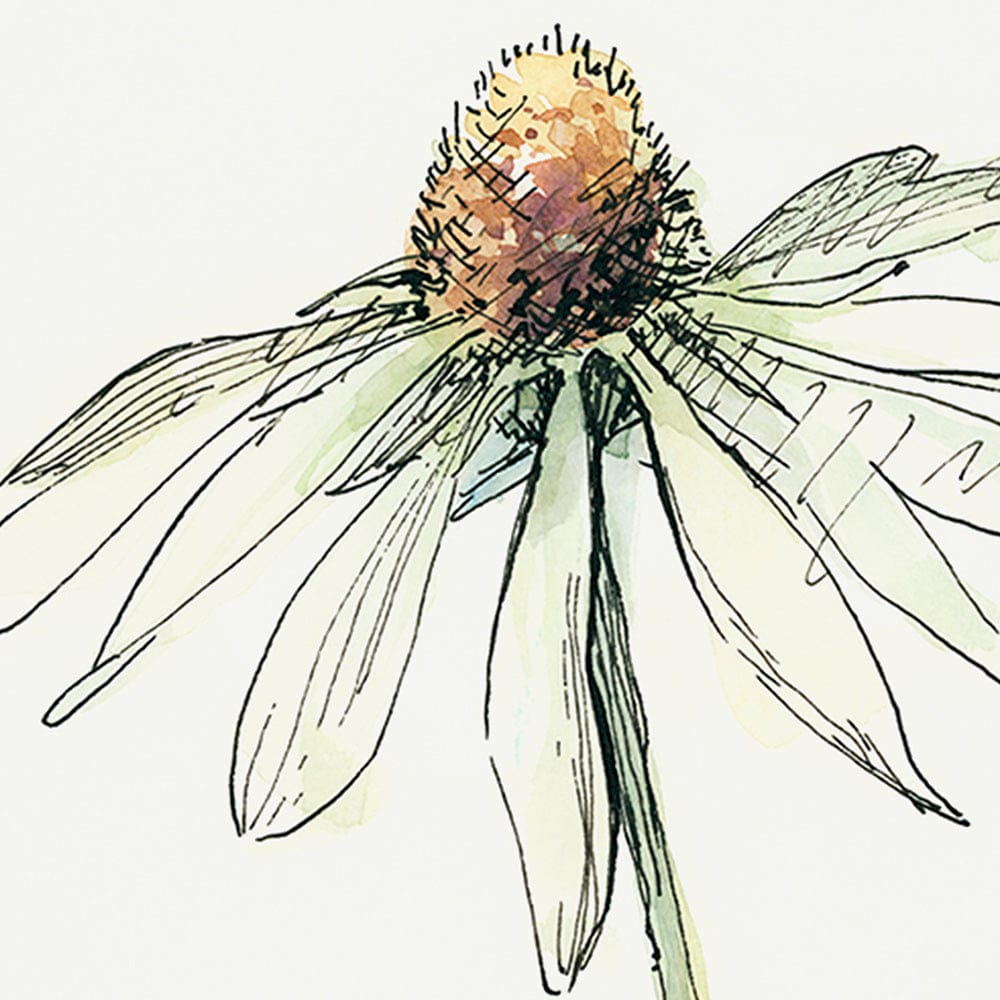 Mercana - Echinacea II by Panpan Zhang a Framed Art Print Matted under Glass - 13649 view 7