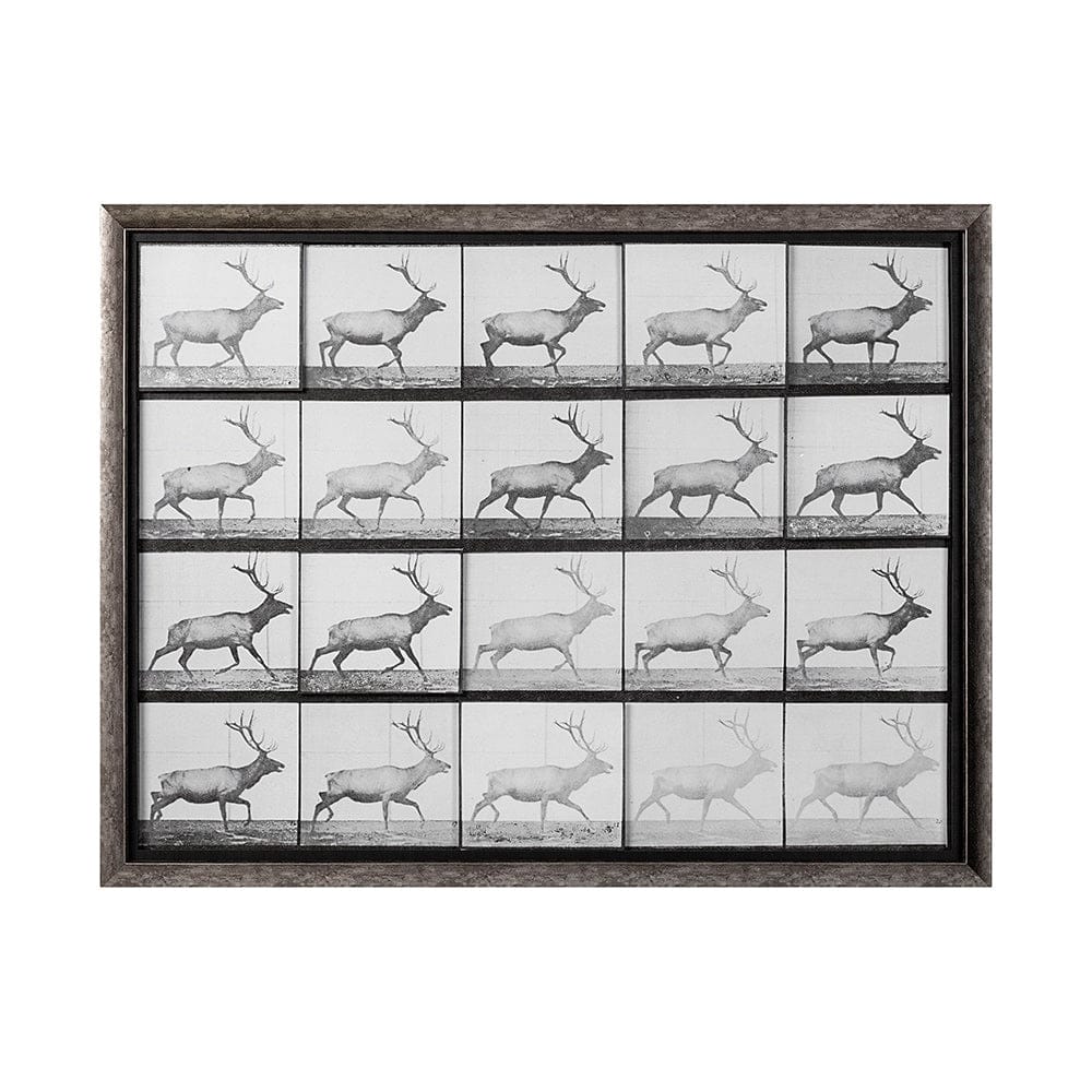 Mercana - Elk Trotting by Eadweard Muybridge a Hand Embellished Textured Framed Art Print Matted under Glass - 13682 view 1