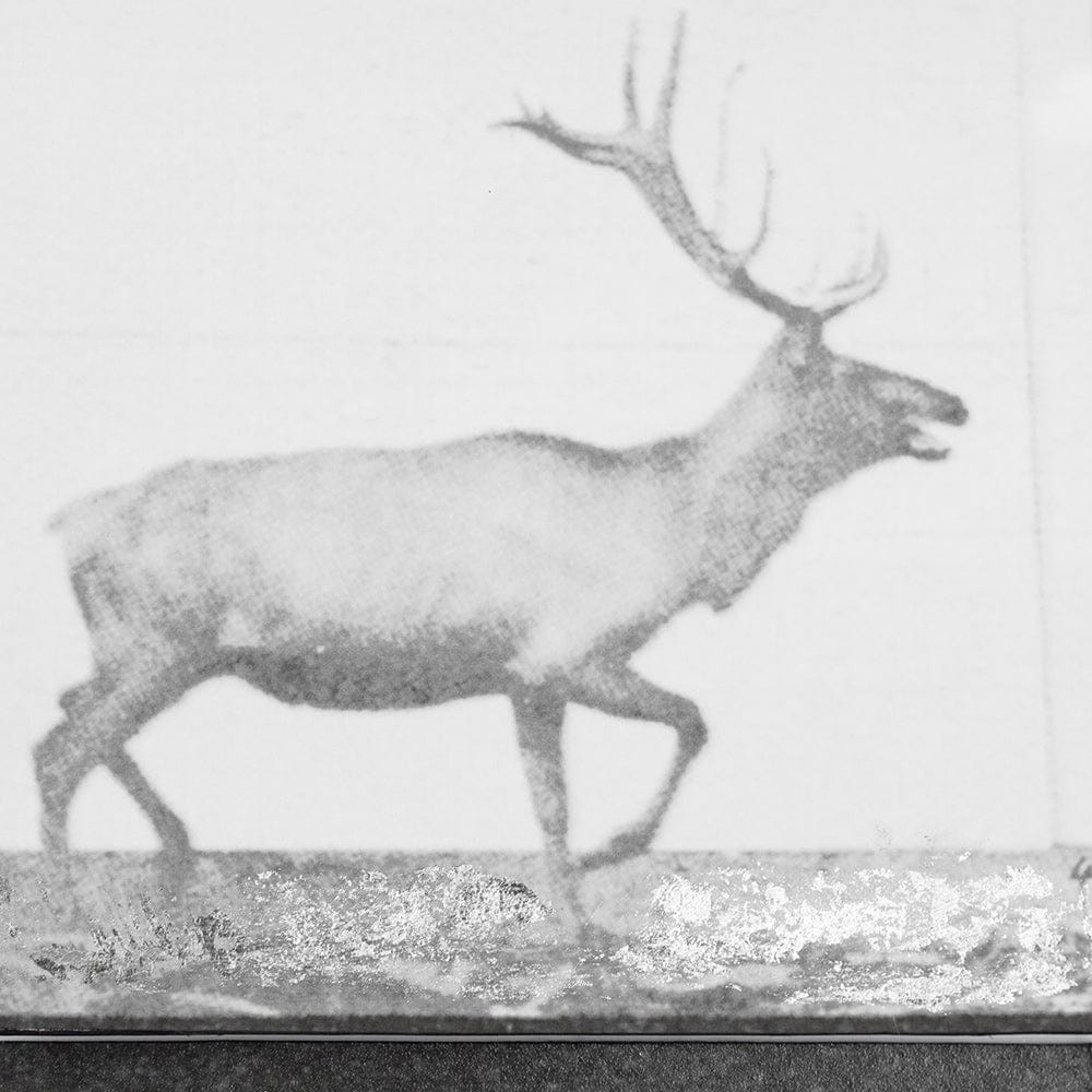 Mercana - Elk Trotting by Eadweard Muybridge a Hand Embellished Textured Framed Art Print Matted under Glass - 13682 view 7