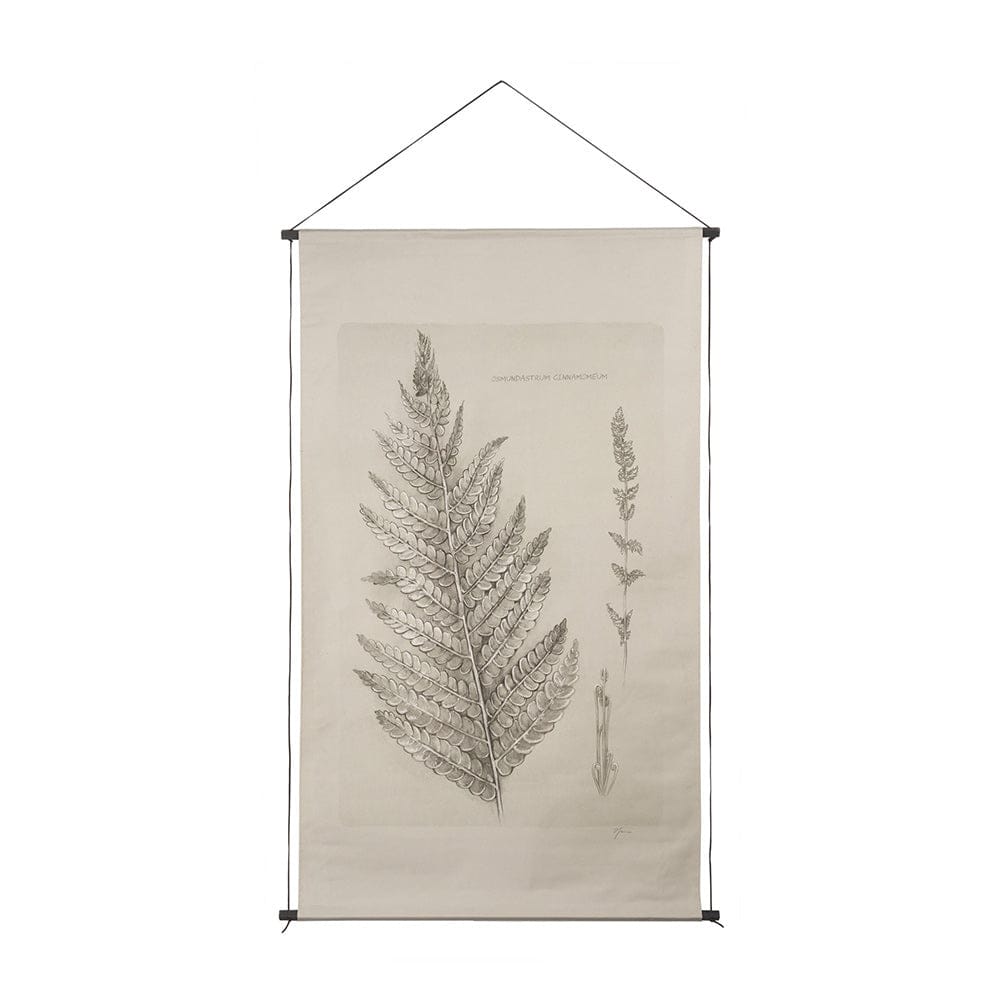 Mercana - Fern Study I Osmundastrum Cinnamomeum Framed Art Print - 15512 view 1