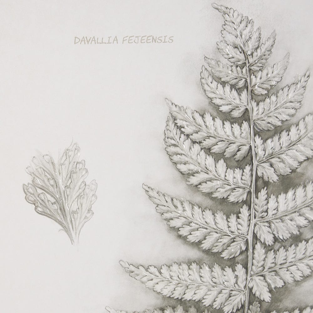 Mercana - Fern Study II by Mercana Studio Hand Embelished Framed Art Print Matted under Glass - 15425 view 7