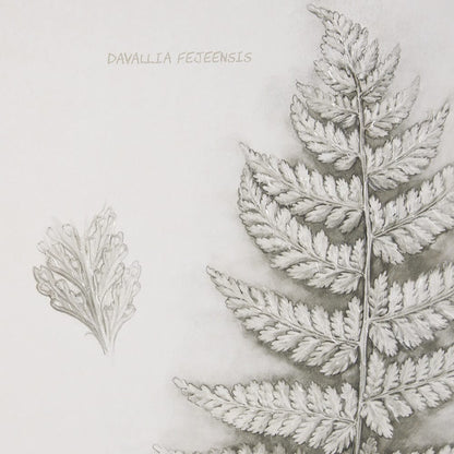 Mercana - Fern Study II by Mercana Studio Hand Embelished Framed Art Print Matted under Glass - 15425 view 7