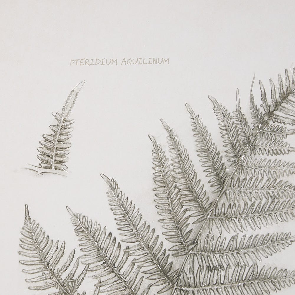 Mercana - Fern Study III by Mercana Studio Hand Embelished Framed Art Print Matted under Glass - 15426 view 7
