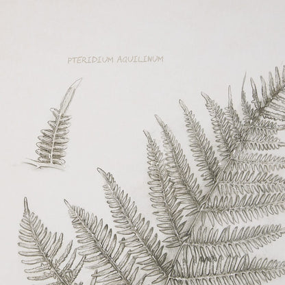 Mercana - Fern Study III by Mercana Studio Hand Embelished Framed Art Print Matted under Glass - 15426 view 7