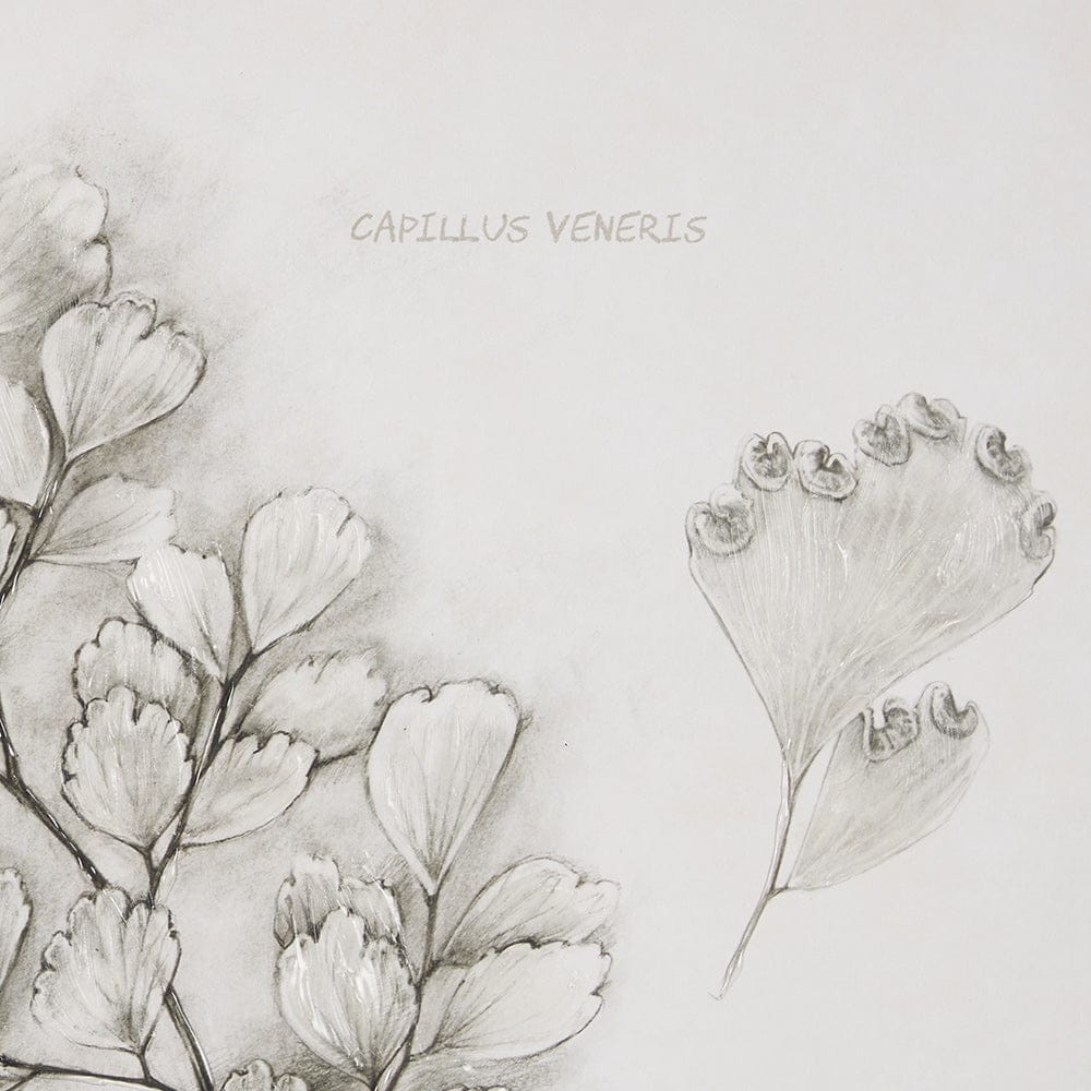 Mercana - Fern Study IV Capillus Veneris Mercana Studio Hand Embelished Framed Art Print Matted under Glass - 15427 view 7
