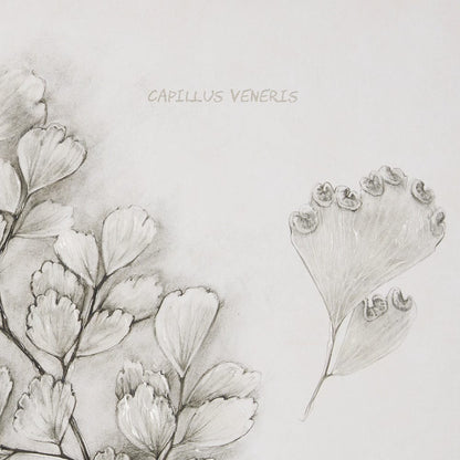 Mercana - Fern Study IV Capillus Veneris Mercana Studio Hand Embelished Framed Art Print Matted under Glass - 15427 view 7
