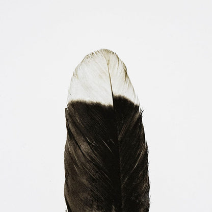 Mercana - Flying solo by Nancy Crowell a Framed Art Print Matted under Glass - 13353 view 7