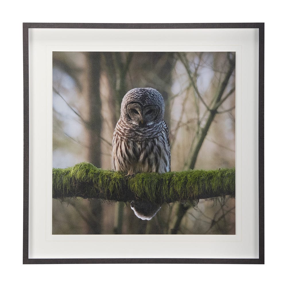 Mercana - Forest Owl by Chad Mackay a Hand Embellished Textured Framed Art Print Matted under Glass - 14365 view 1