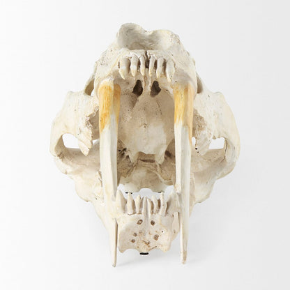 Mercana - Fozzil 9L x 9W Resin Sabretooth Skull Replica - 57425 view 2