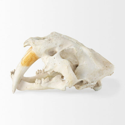 Mercana - Fozzil 9L x 9W Resin Sabretooth Skull Replica - 57425 view 3