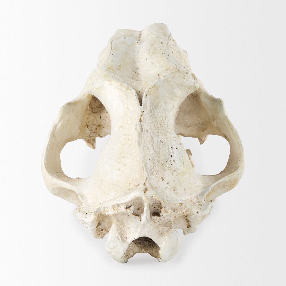Mercana - Fozzil 9L x 9W Resin Sabretooth Skull Replica - 57425 view 4