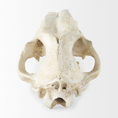 Mercana - Fozzil 9L x 9W Resin Sabretooth Skull Replica - 57425 view 4