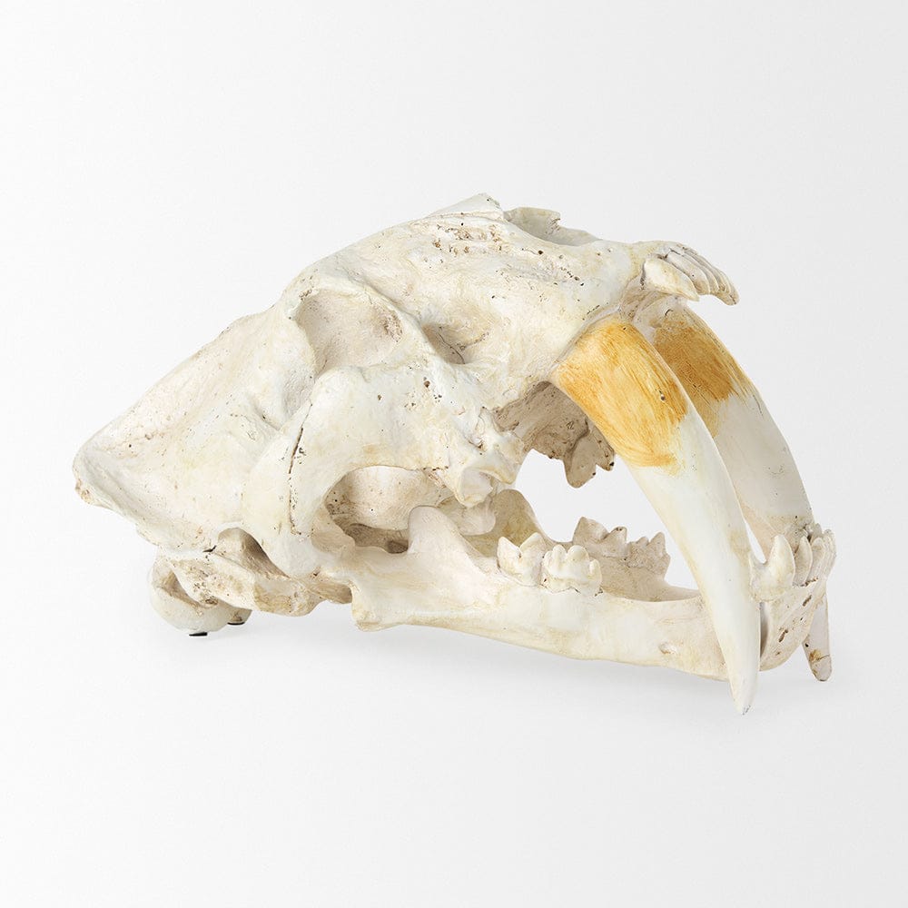 Mercana - Fozzil 9L x 9W Resin Sabretooth Skull Replica - 57425 view 5