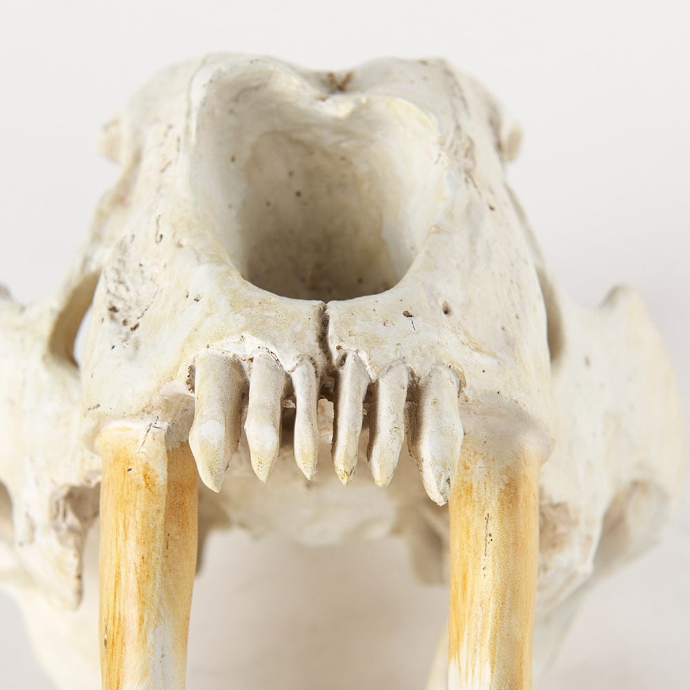 Mercana - Fozzil 9L x 9W Resin Sabretooth Skull Replica - 57425 view 6
