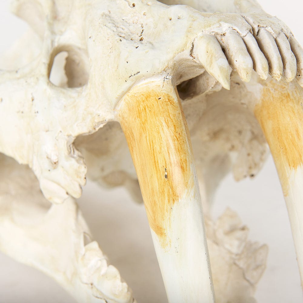 Mercana - Fozzil 9L x 9W Resin Sabretooth Skull Replica - 57425 view 7
