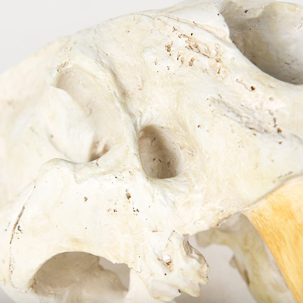 Mercana - Fozzil 9L x 9W Resin Sabretooth Skull Replica - 57425 view 8