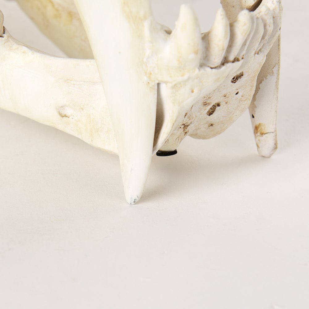Mercana - Fozzil 9L x 9W Resin Sabretooth Skull Replica - 57425 view 9