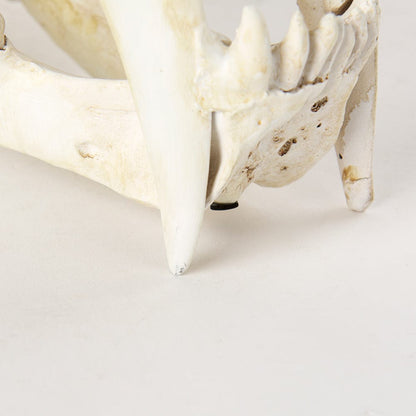 Mercana - Fozzil 9L x 9W Resin Sabretooth Skull Replica - 57425 view 9