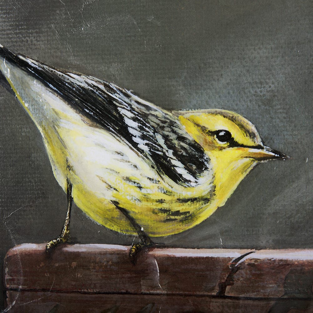 Mercana - Graceful Poise IV Blackburnian Warbler - 14485 view 7