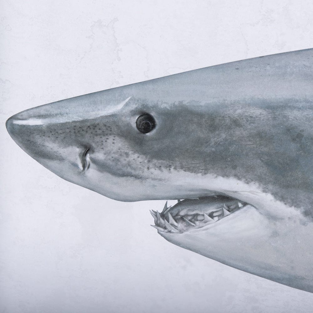 Mercana - Great White Shark by Ariana a Hand Embellished Textured Framed Art Print Matted under Glass - 14904 view 6