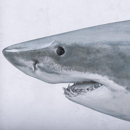 Mercana - Great White Shark by Ariana a Hand Embellished Textured Framed Art Print Matted under Glass - 14904 view 6