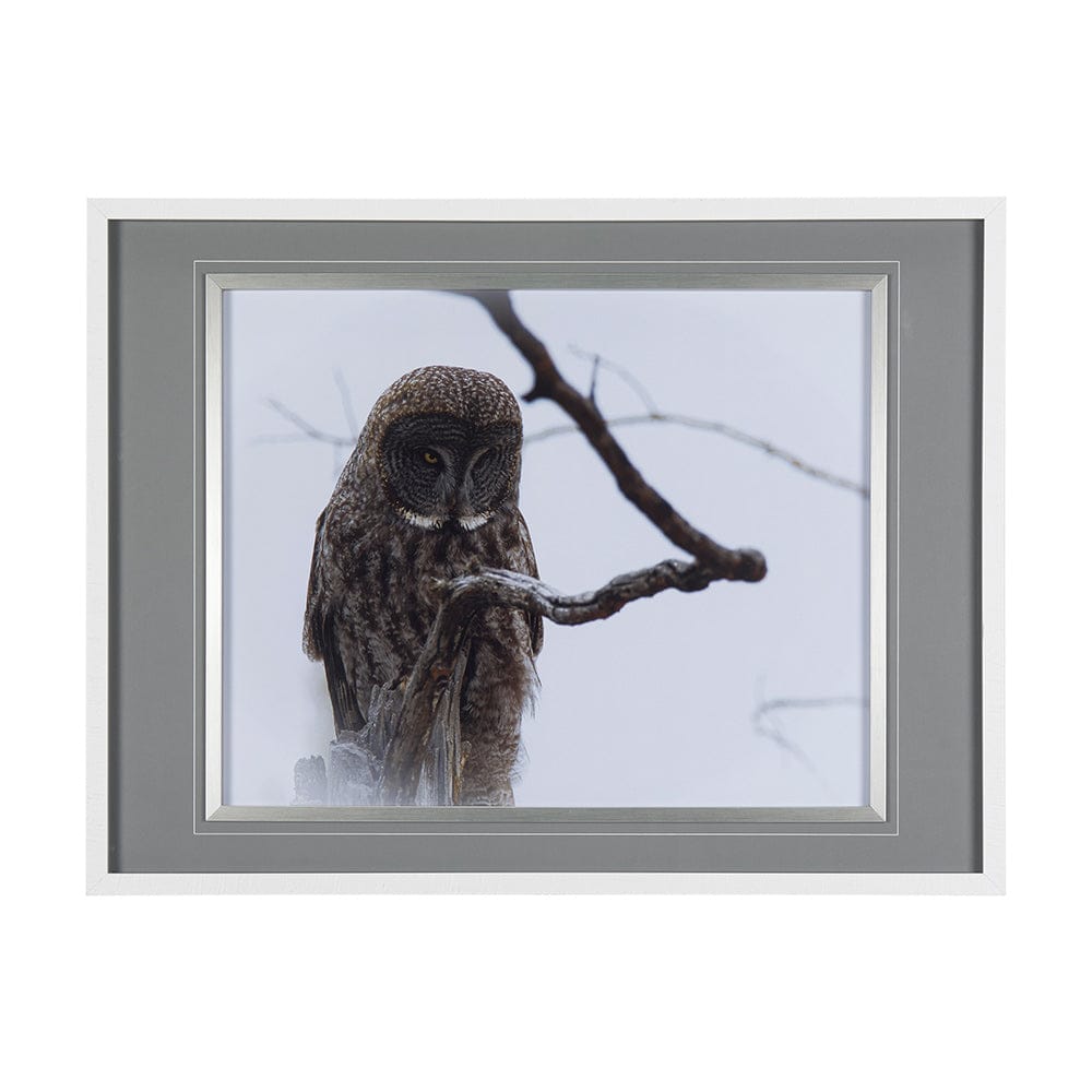 Mercana - Grey Owl by Chad Mackay a Hand Embellished Textured Framed Art Print Matted under Glass - 14367 view 1