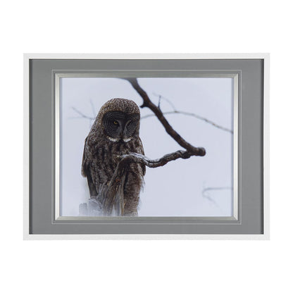 Mercana - Grey Owl by Chad Mackay a Hand Embellished Textured Framed Art Print Matted under Glass - 14367 view 1