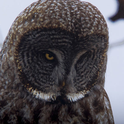 Mercana - Grey Owl by Chad Mackay a Hand Embellished Textured Framed Art Print Matted under Glass - 14367 view 6
