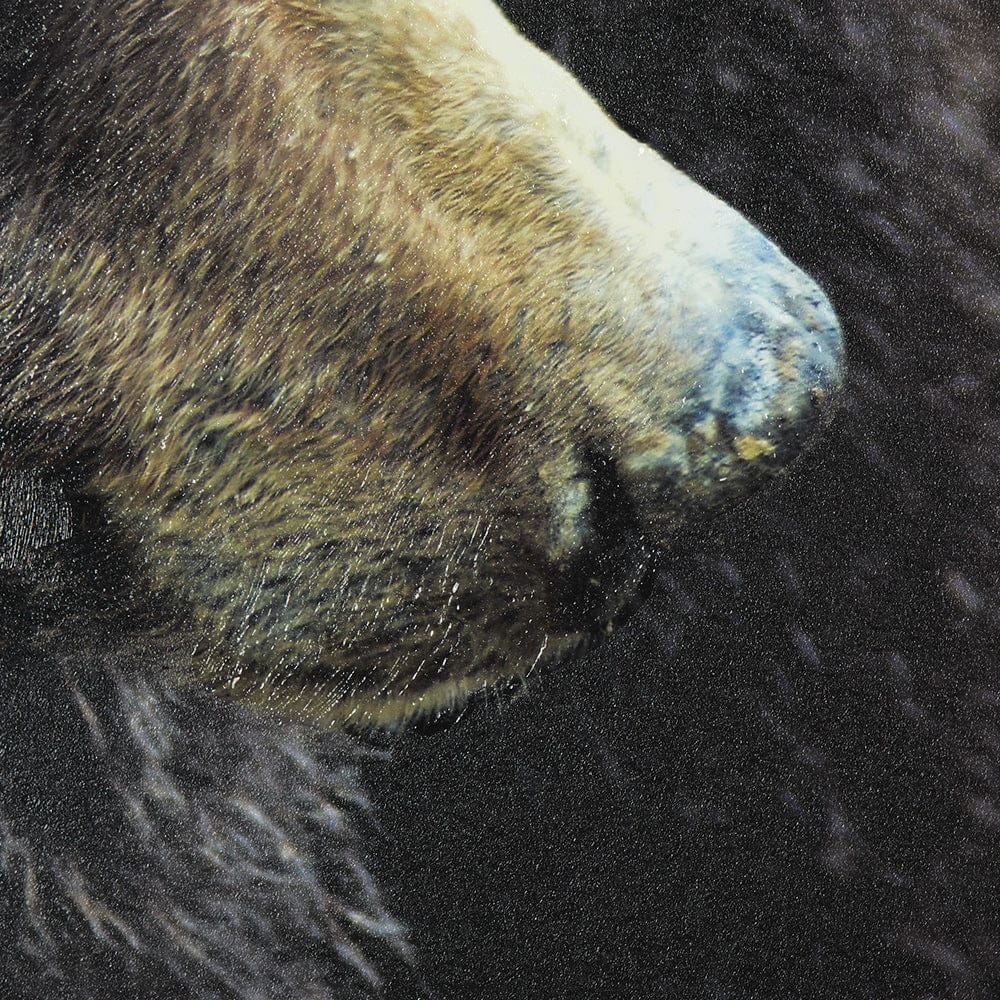 Mercana - Grizzly Bear by Chad Mackay a Hand Embellished Textured Framed Art Print Matted under Glass - 14875 view 6