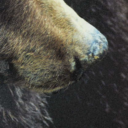 Mercana - Grizzly Bear by Chad Mackay a Hand Embellished Textured Framed Art Print Matted under Glass - 14875 view 6